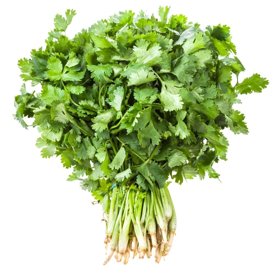 Coriander Bunch - Image 1