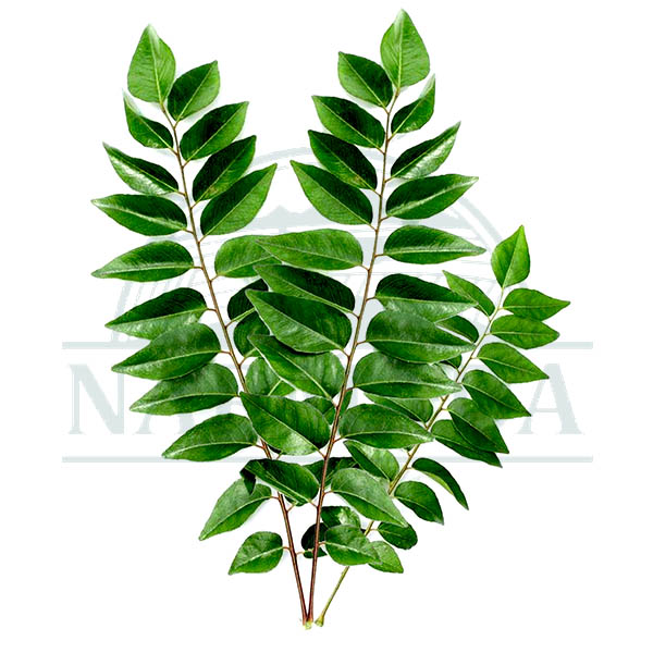 Curry Leaves Packet