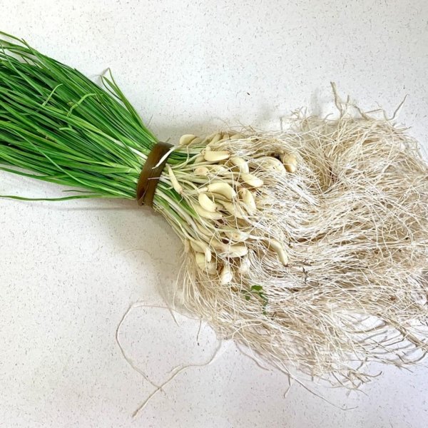 Green Garlic Fresh 0.25 lb