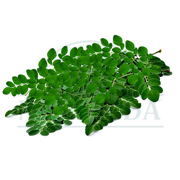 Drumstick Leaves Bunch