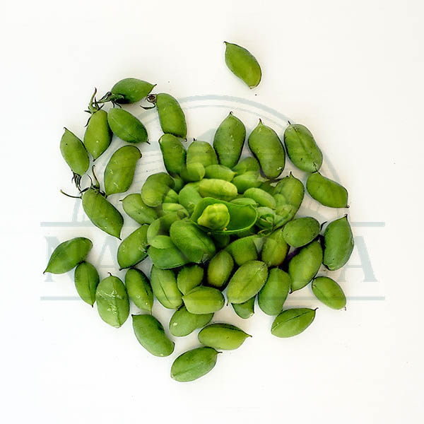 Chana Green Fresh 0.5
