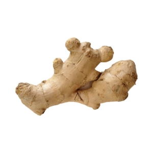 GINGER