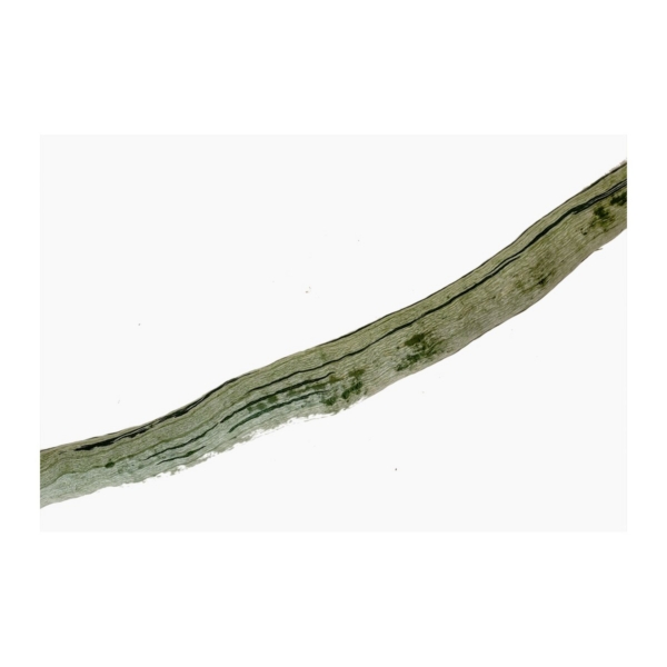 SNAKE GOURD