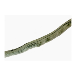 SNAKE GOURD