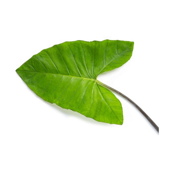 Patra