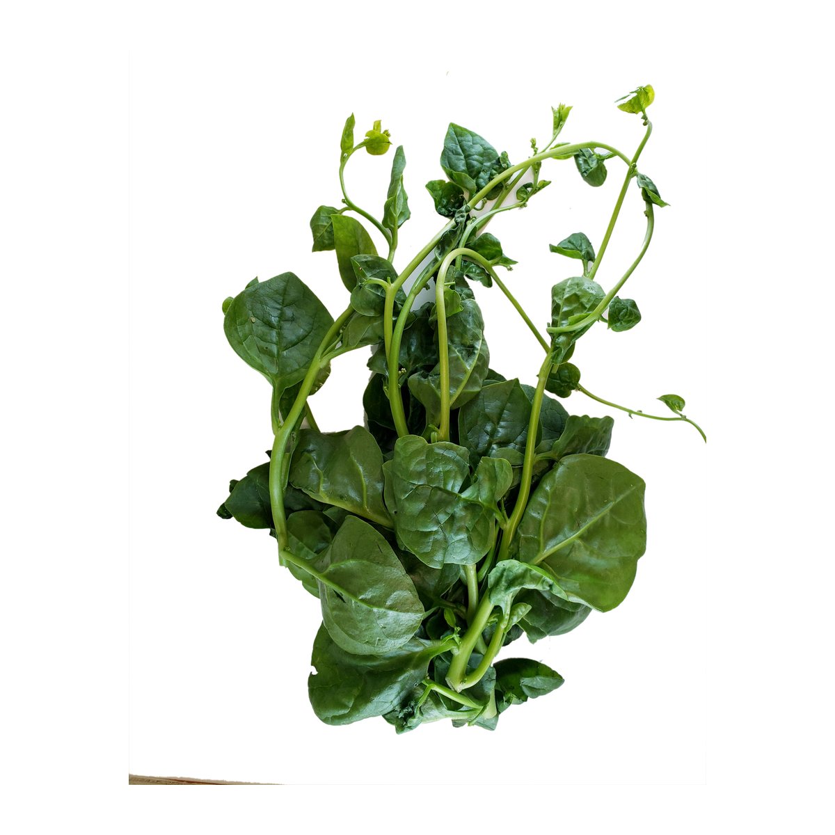 POI LEAVES - Image 1