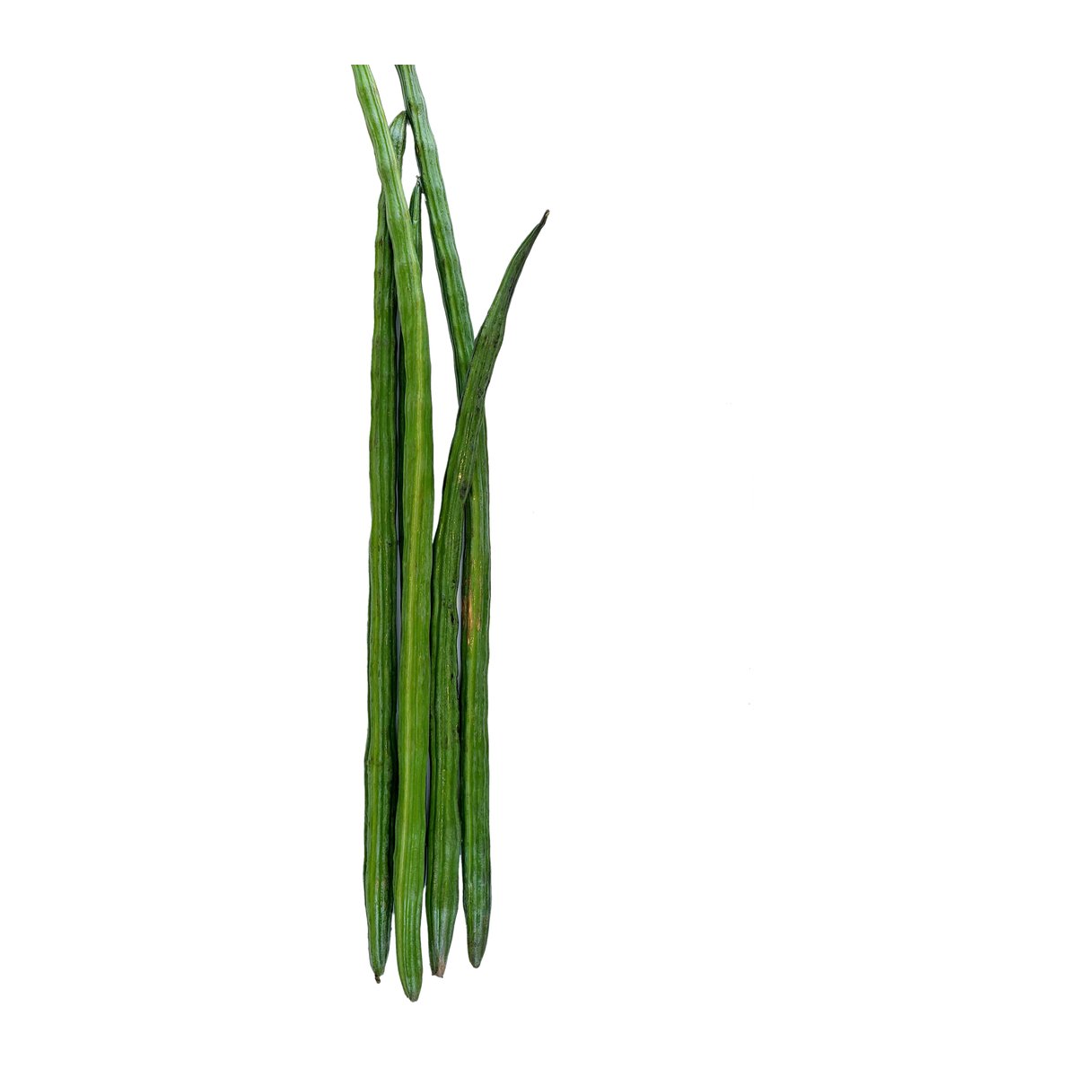 Drumstick - Image 1