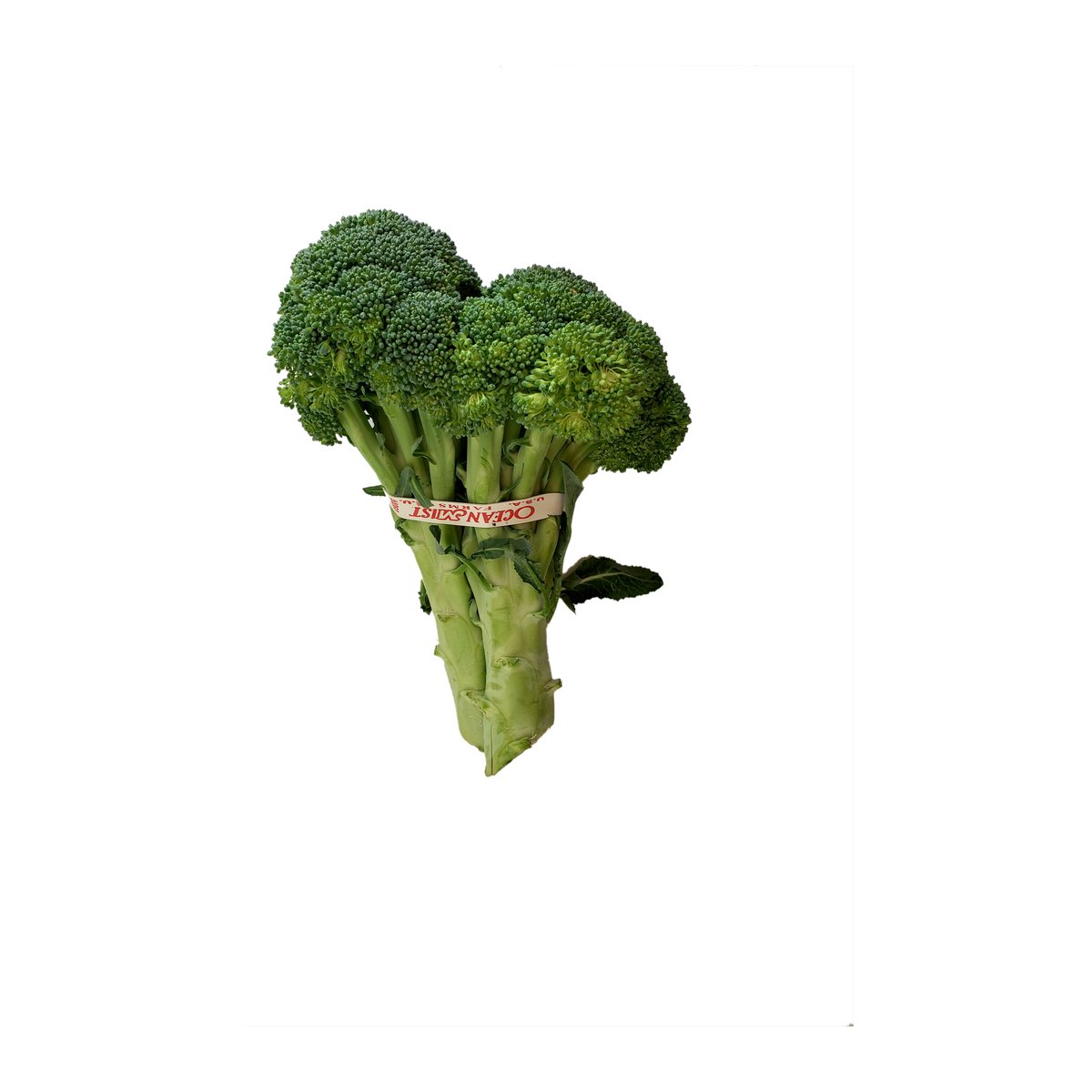 BROCCOLI - Image 1