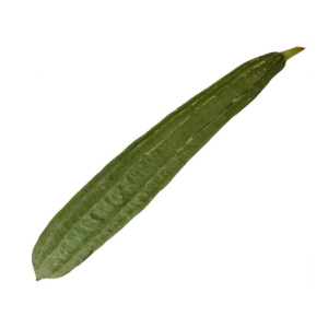 Chinese Okra TURIYA