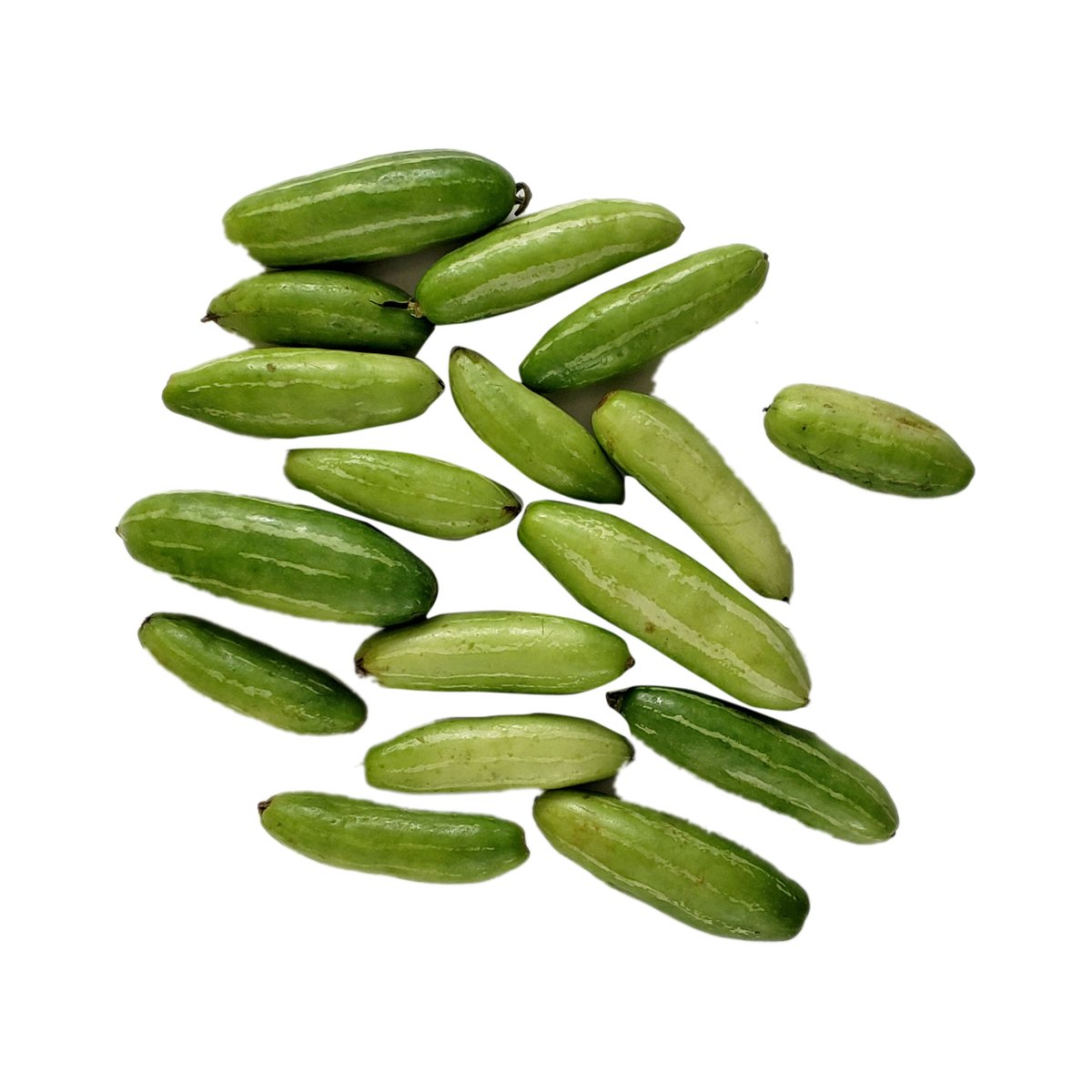 Tindora - Image 1