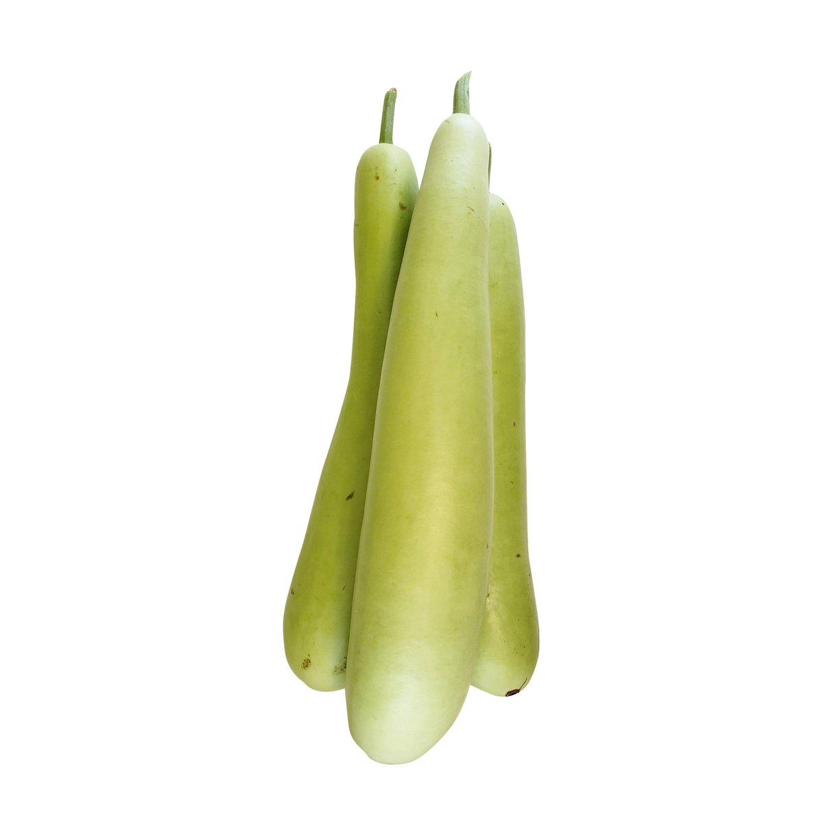 Long Squash Indian - Image 1