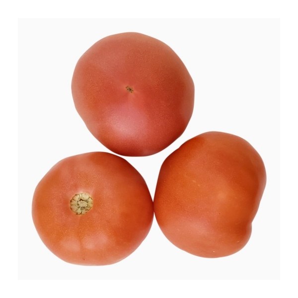 Tomato Regular