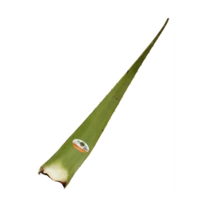 Aloevera Each