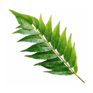 Neem Leaves Packet