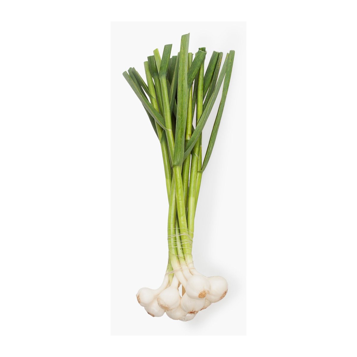 Green Garlic Fresh 0.25 lb - Image 1