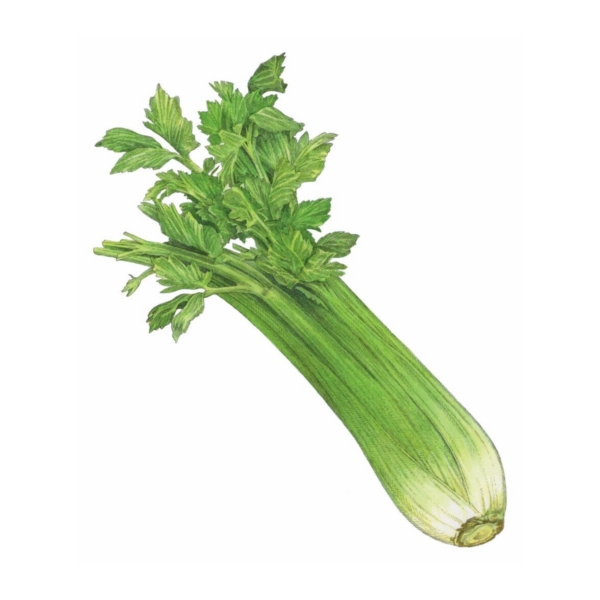 CELERY EACH