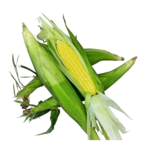 Fresh Corn
