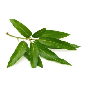 MANGO LEAVES