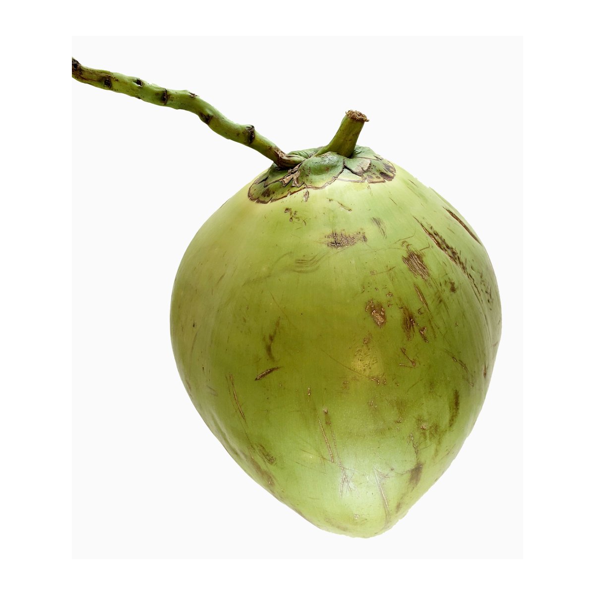 Coconut Green - Taropa - Image 1