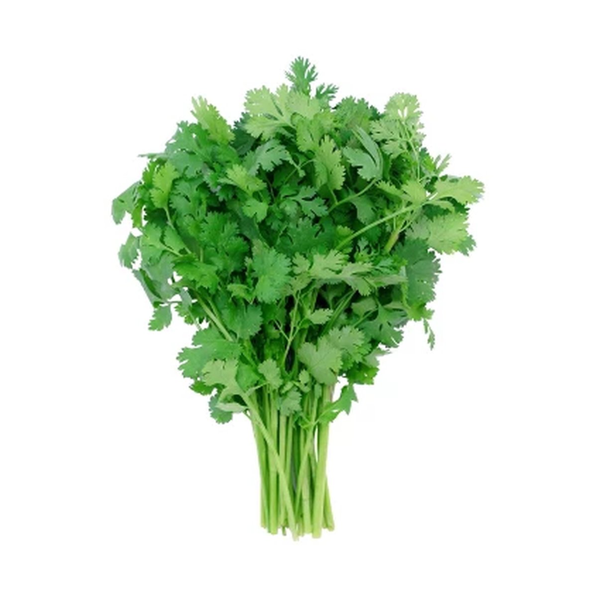 Coriander Bunch - Image 1
