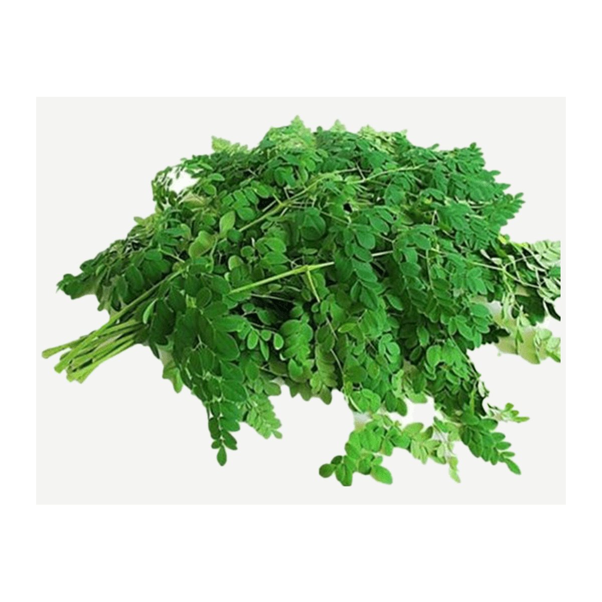 Drumstick Leaves - Image 1